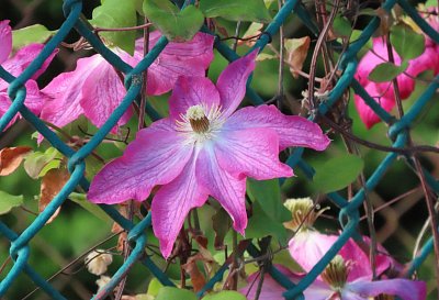 kvetnovy-ruzovy-klematis.jpg