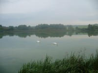 Labutě na Velkém rybníku