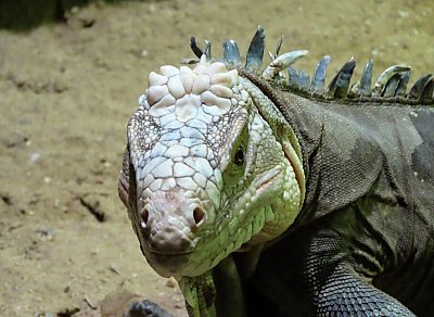 leguan-chutny-detail-hlavy.jpg