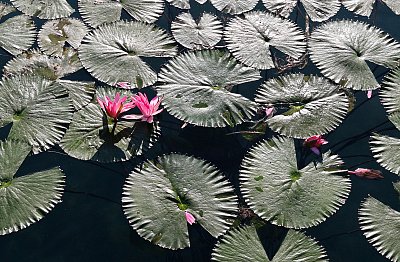 Červené lekníny v termálním jezeře, prosinec ...