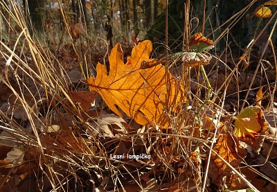 lesni-lampicka.jpg