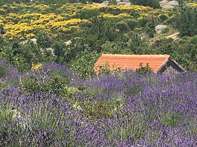 levandulova-pole.jpg