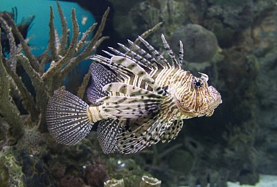 lion-fish-501647-1280.jpg
