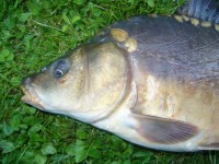 Lysec z Velkého rybníka