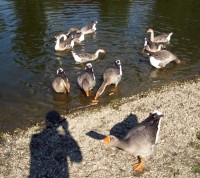 Pode mlejnem, nade mlejnem husy se pasou