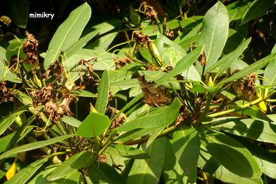 mimikry.jpg
