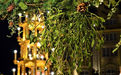 Jmelí. Říká se o něm, že nosí štěstí, ale většina lidí o této rostlině více neví
