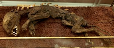 mumie-krokodyliho-cloveka.jpg