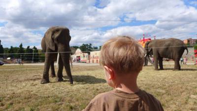My chceme vidět slony