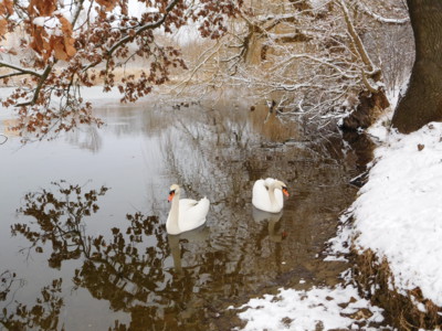 ..už jim  rybník  zamrzá