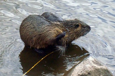 Hladové nutrie loudí něco dobrého