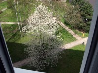 Rozkvetlý strom v květnu 2014