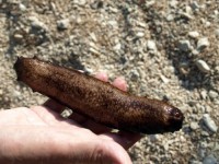 Mořský sumýš - zvaný mořská okurka - jeden z 1100 druhů