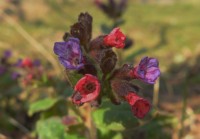 Plicník lékařský