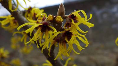 Červené kalichy  a žluté koruny