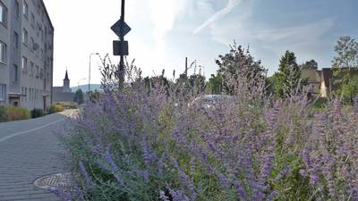 Šanta jako okrasná rostlina