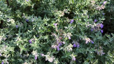 Stříháním se trsy zpevňují