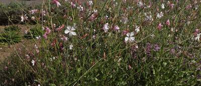 Gaura Lindheimerii