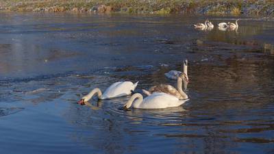 Tvrdé pečivo musí pořádně pročvachtat ve vodě