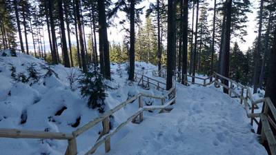 Ohlédnutí na odbočce v lese