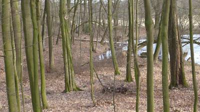 Kaskáda rybníků začíná ještě v lese