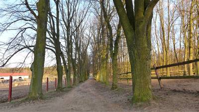 Lipová alej do Kamenice