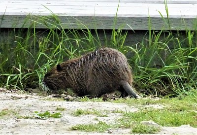 Nutrie u rybníka v podzámecké zahradě - Kroměříž