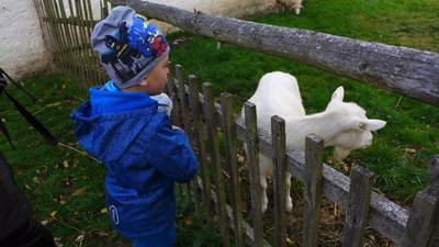 Nechybí tu koza, ovečky a králíci