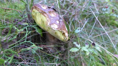 Marně na mne hřib mrkal