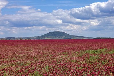 Říp v rudém moři