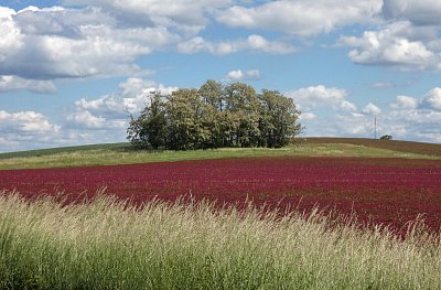 Krajina s inkarnátem