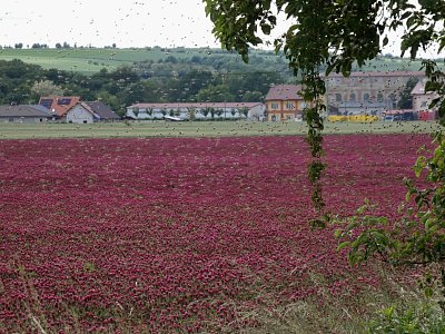Včelí rojení, rychle pryč ☺