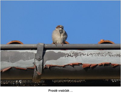 p1420034-vrabec-kouka-doprava.jpg