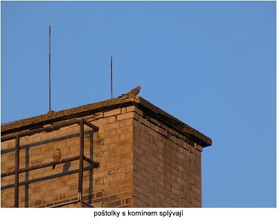 p1420643-dve-postolky-na-komine.jpg