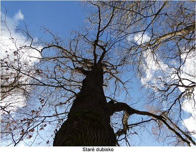p1450001-stary-dub.jpg