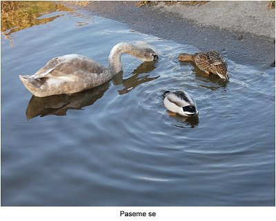 p1450151-labutka-a-kachny.jpg