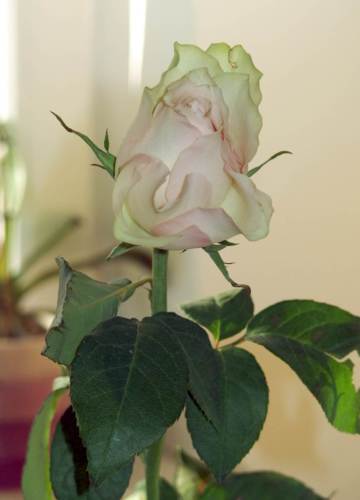 Tuto růžičku jsem dostala opět od malého Dominika