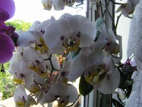 Okno plné orchidejí.