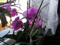 Okno plné orchidejí.