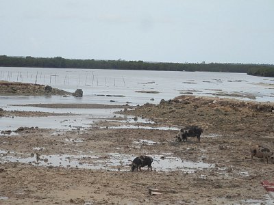 Vepři pasoucí se v moři při odlivu