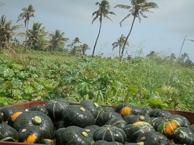 Pole s taro a sklizené dýně
