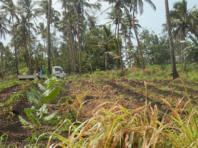 Vnitrozemí Tongatapu