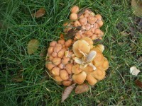 A pak že houby letos nerostou.