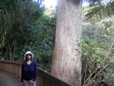 Strom kauri - Coromandel 2018