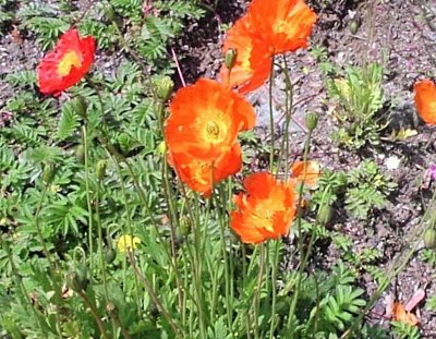 09. papaver-rhoeas-l.-mák-vlčí