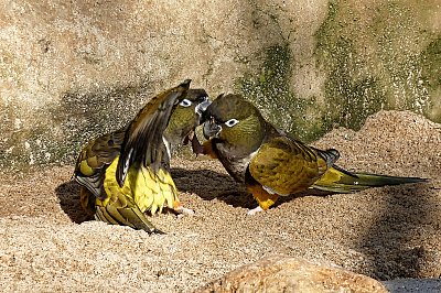 Miláčku, blíží se Valentýn ♥ *
