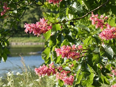 park-kastan červený1.jpg