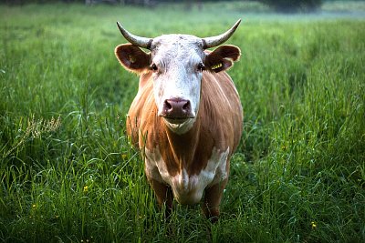 Nevinné otázky jsou ty nejhorší. Třeba, víte, kde má kráva rohy?