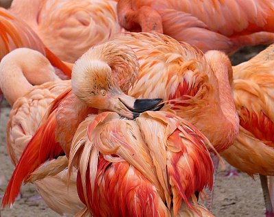 Úprava peří vlastním zobákem