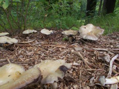 Už rostou-v zámeckém parku